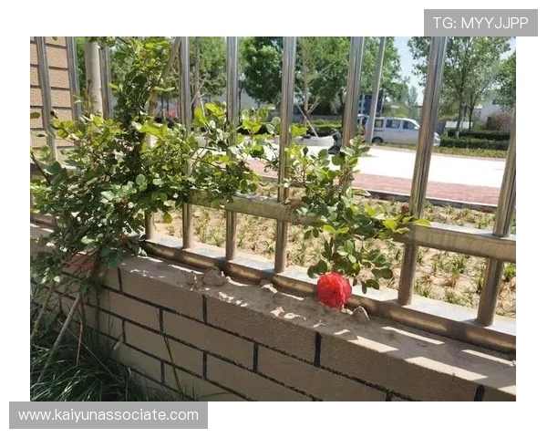 开云官网最新操作流程详解教你轻松完成账号注册与安全设置